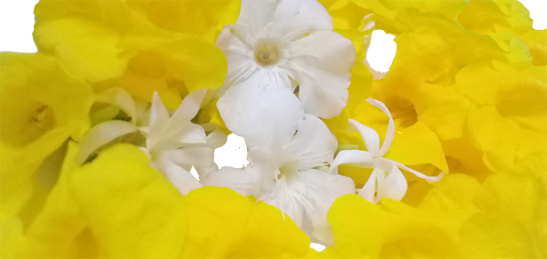 yellow flowers